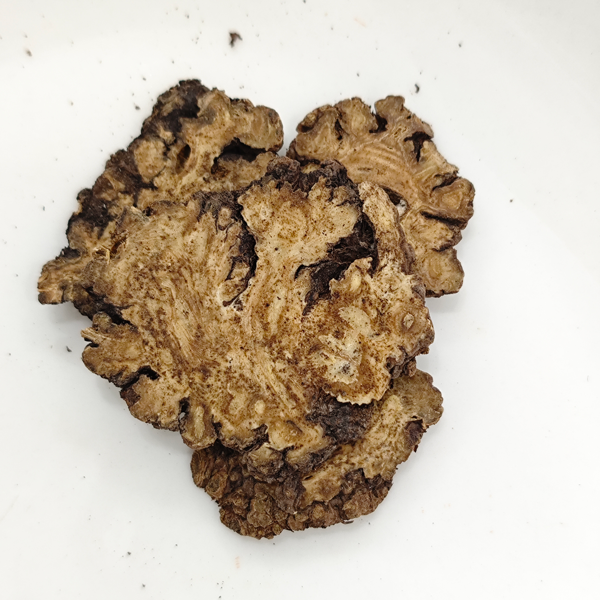 Ligusticum chuanxiong hortikultura