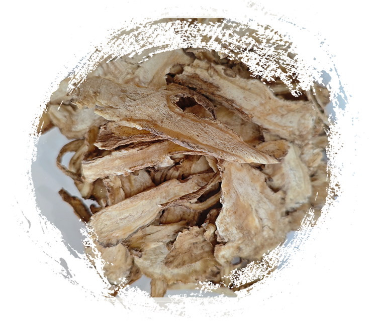 Bunga Angelica Sinensis