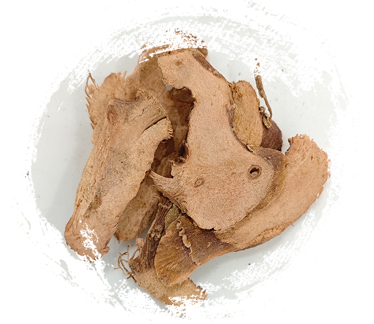 Lengkuas kecil (Kaempferia galanga)