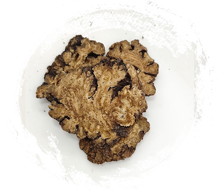 Ligusticum chuanxiong hortikultura