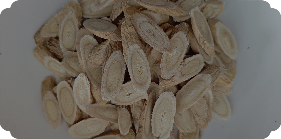 Astragalus membranaceust (digunakan dalam TCM)