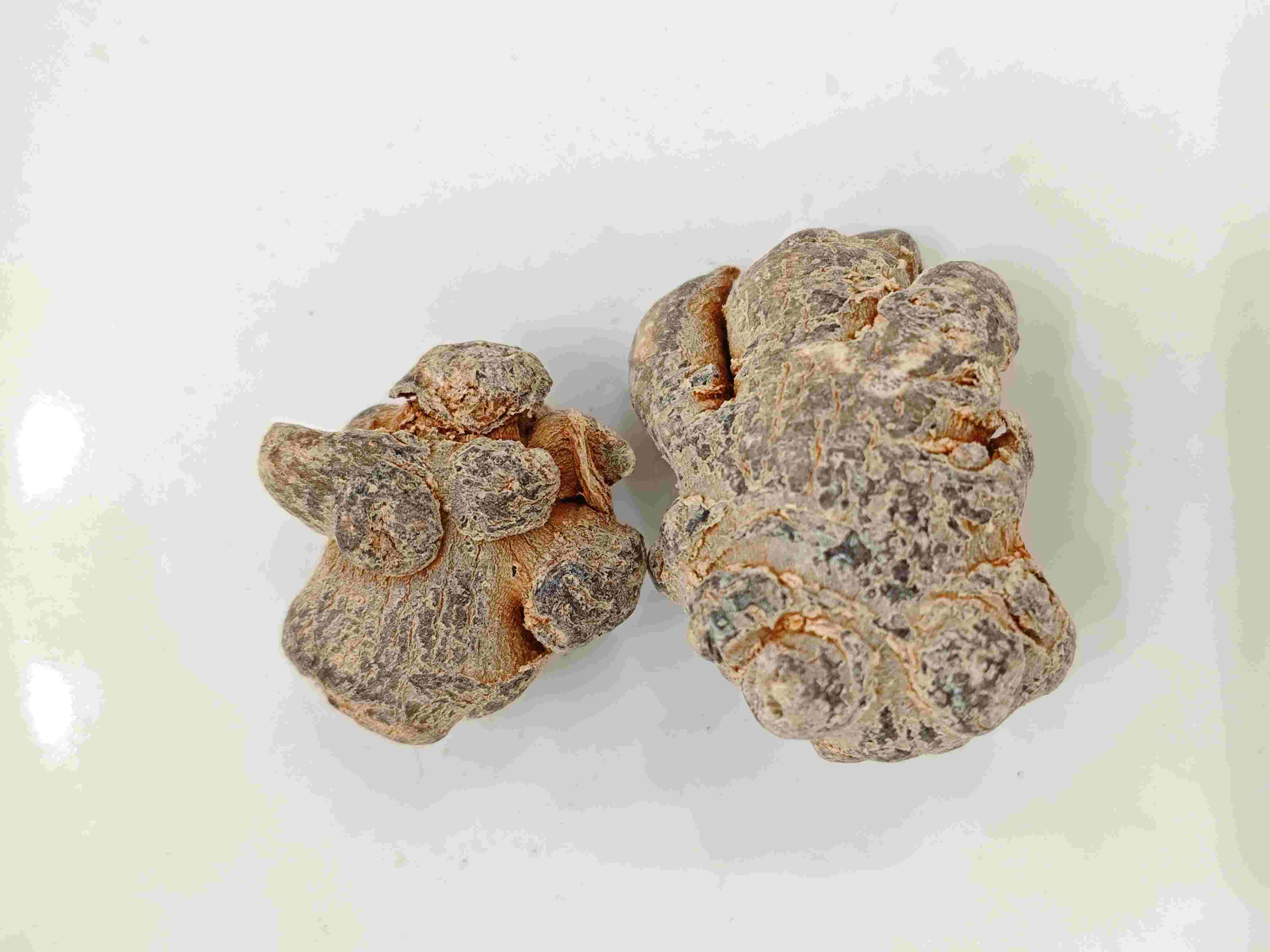 PANAX NOTOGINSENG (SANQI)