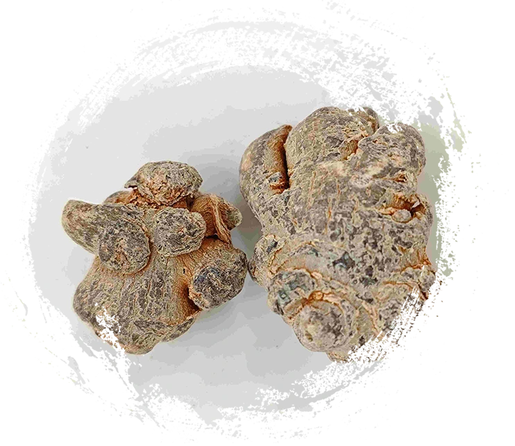 PANAX NOTOGINSENG (SANQI)