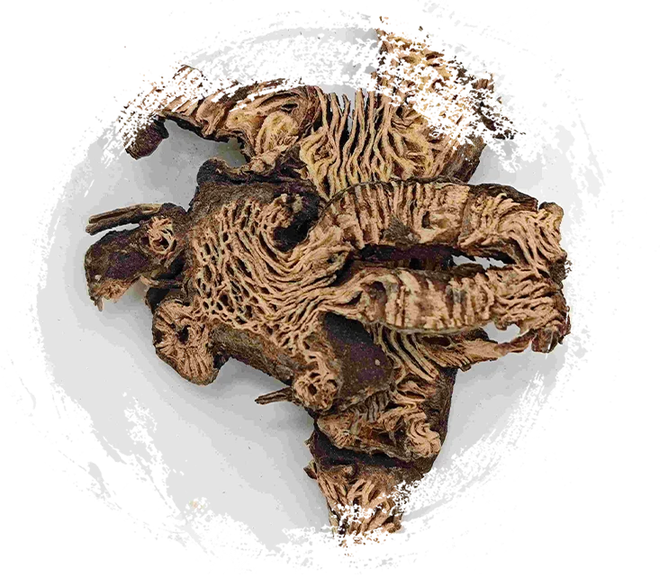 Rimpang Cimicifuga (Shengma)