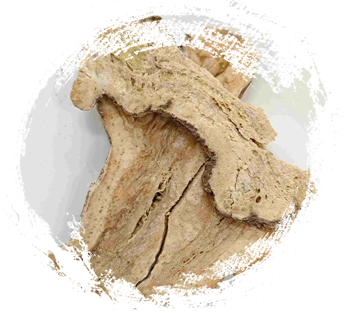 Atractylodes Rizome (Sheng Baizhu)