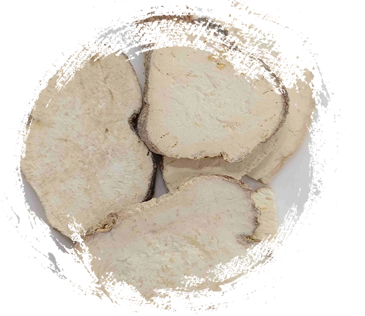 Trichosanthes Root (Tianhuafen)