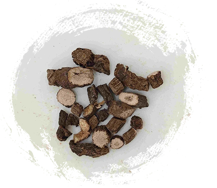 Rimpang Curculigo (Xianmao)