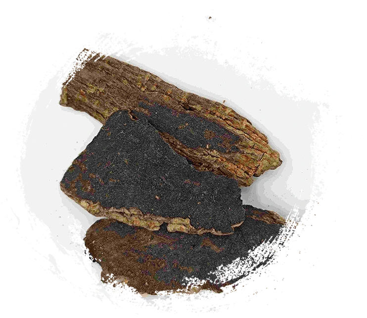 Root Scrophularia (Xuanshen)