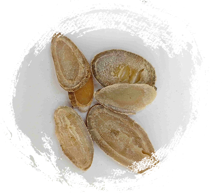 Rimpang Kunyit (Yujin)