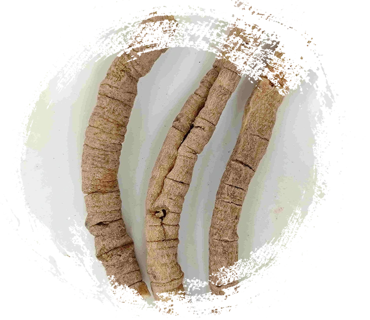 Polygala Root (Yuanzhi)