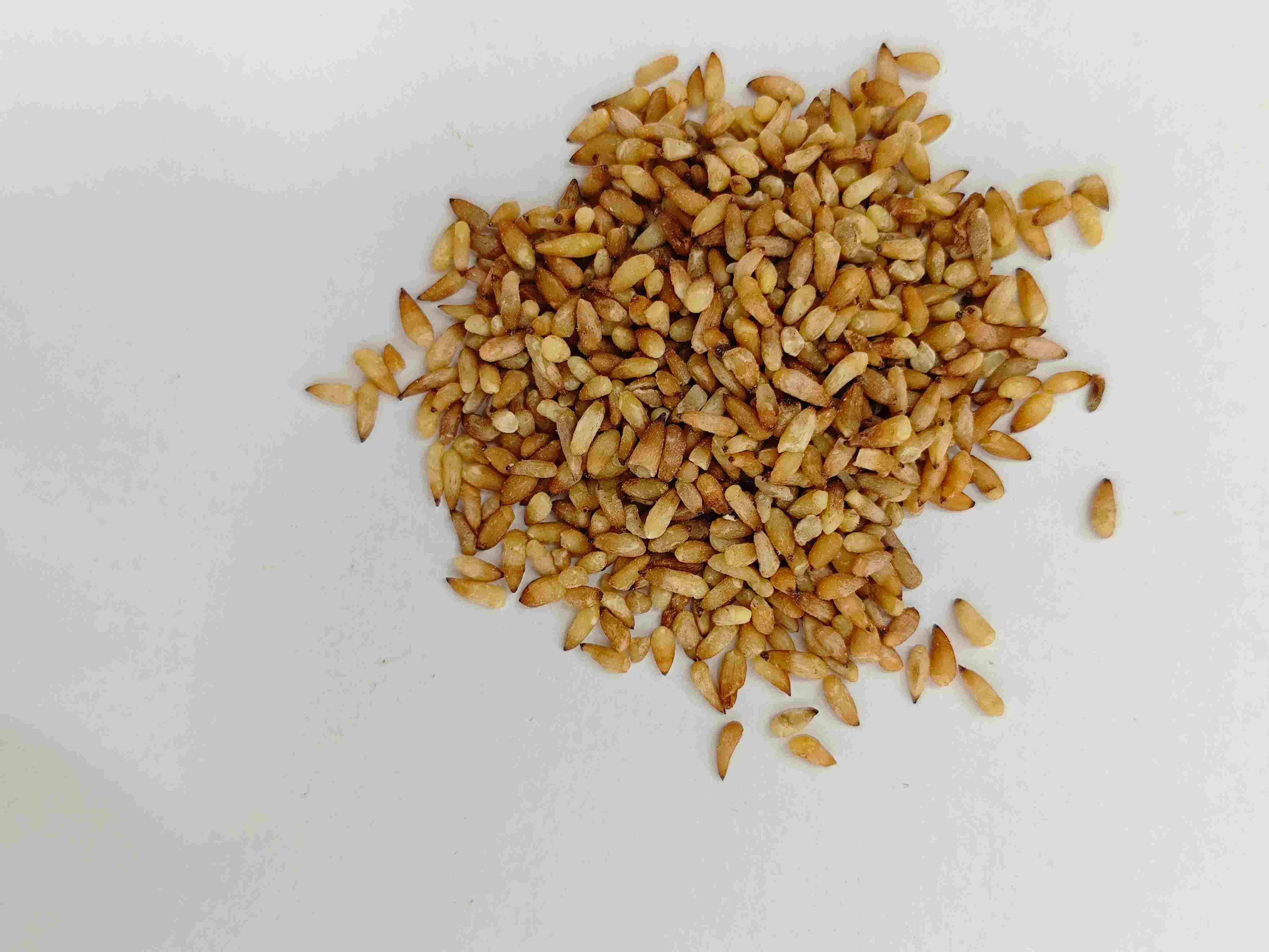 Biji Arborvitae Cina (Bǎi Zǐ Rén)