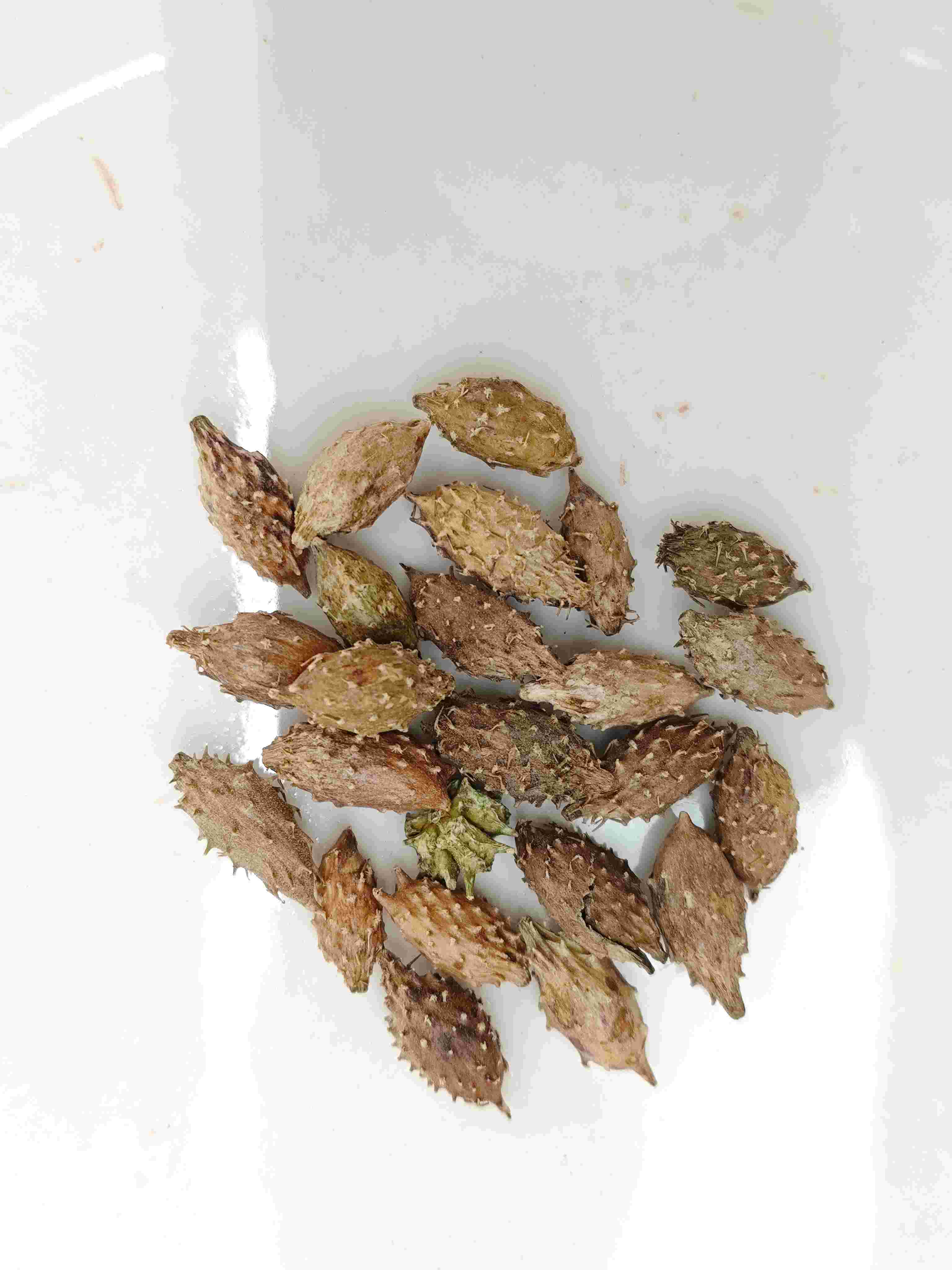 Buah xanthium (cāng ěr zǐ)