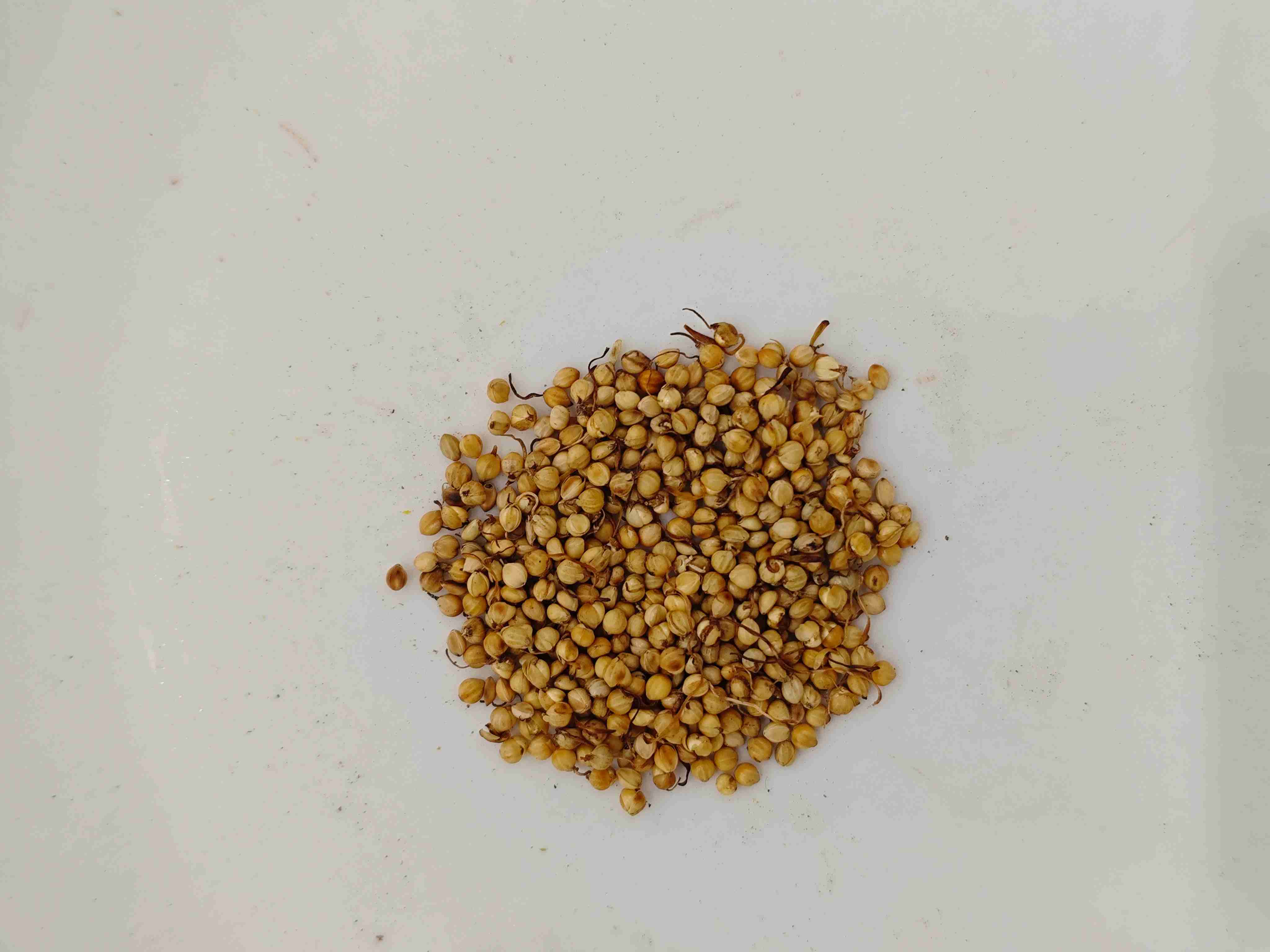 Sprout Nasi Panggang (Chǎo Gǔ Y&aacute;)