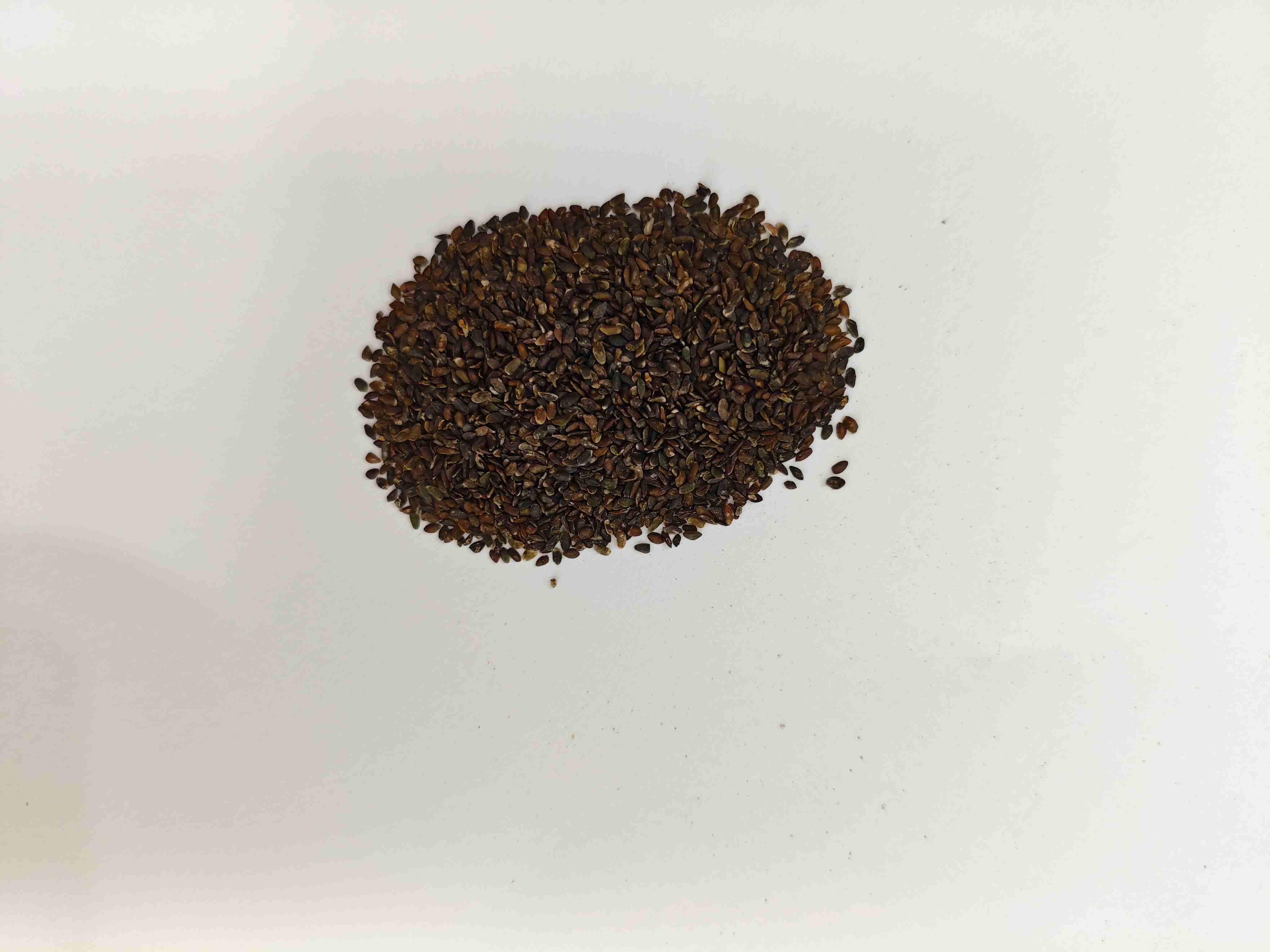 Biji pisang raja (Cheqianzi)