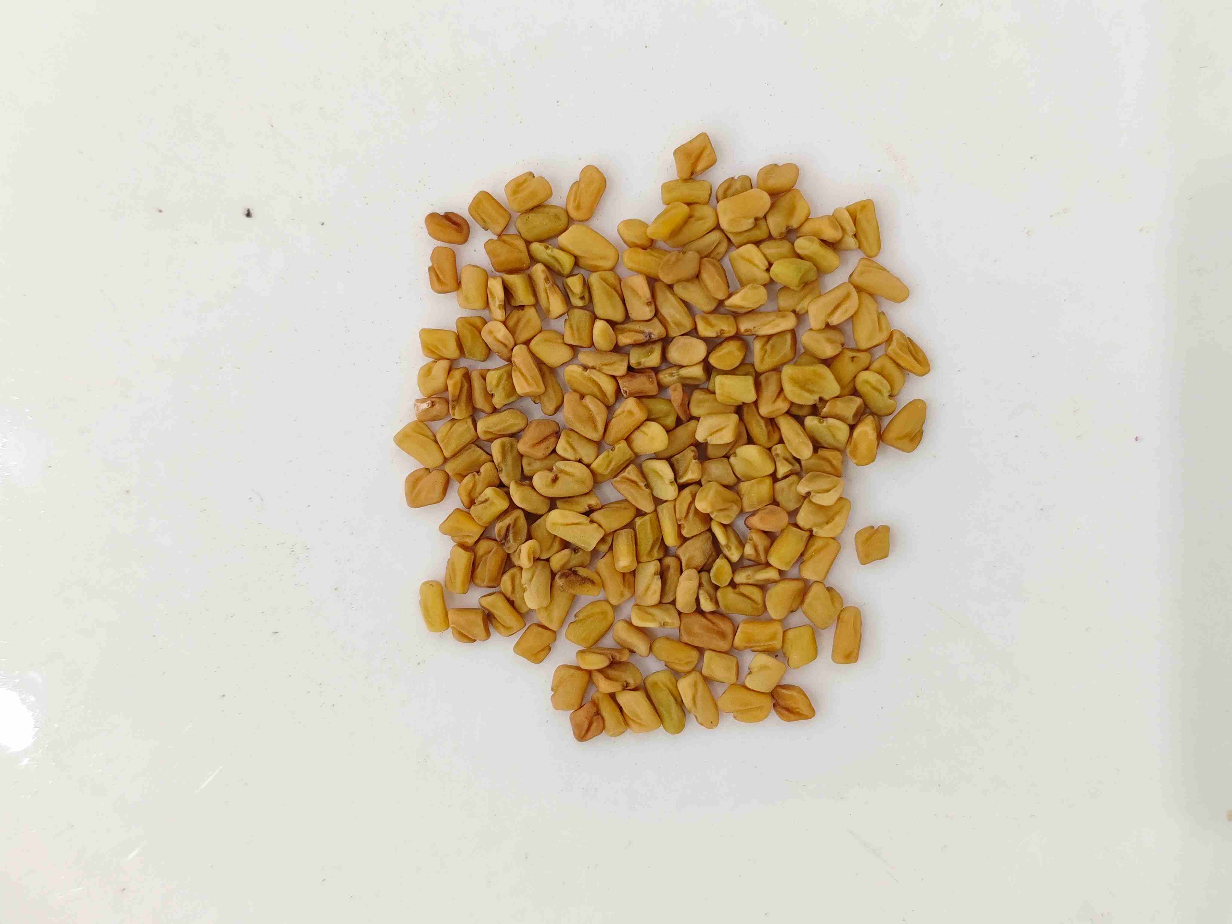 Trigonella (h&uacute;l&uacute;bā)