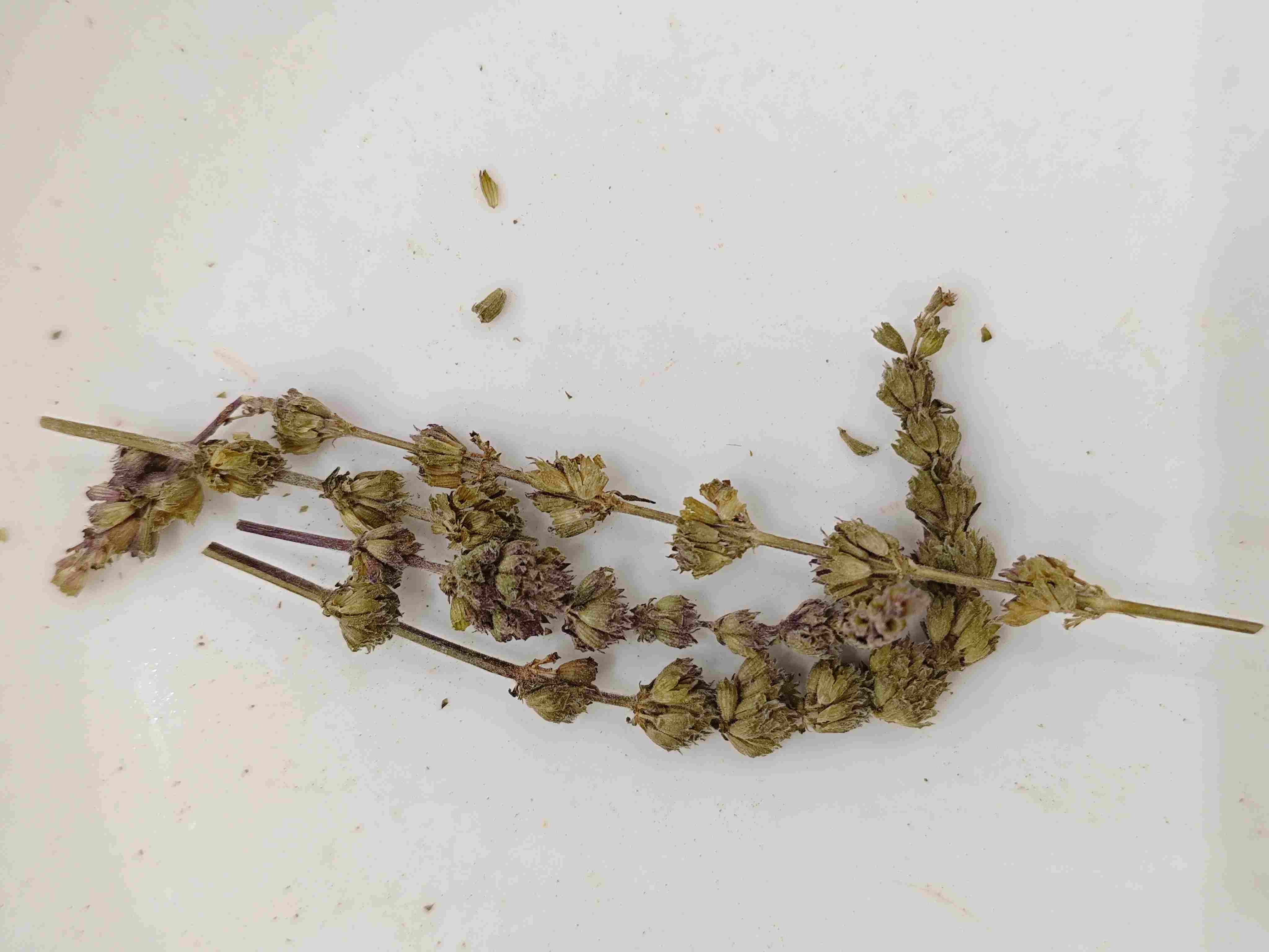 Spike Schizonepeta (Jīngjiè Suì)