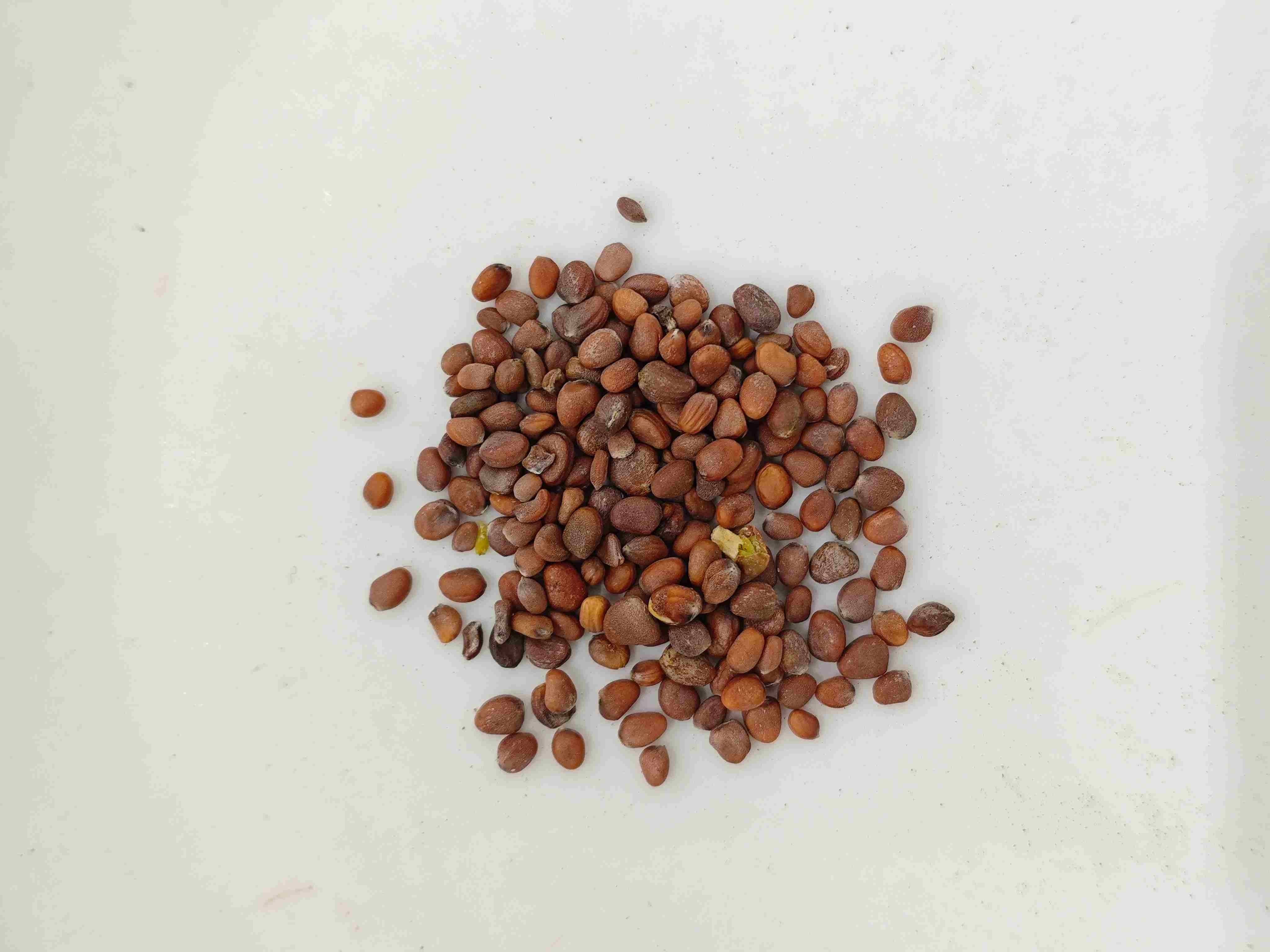 Biji lobak (làifúzǐ)