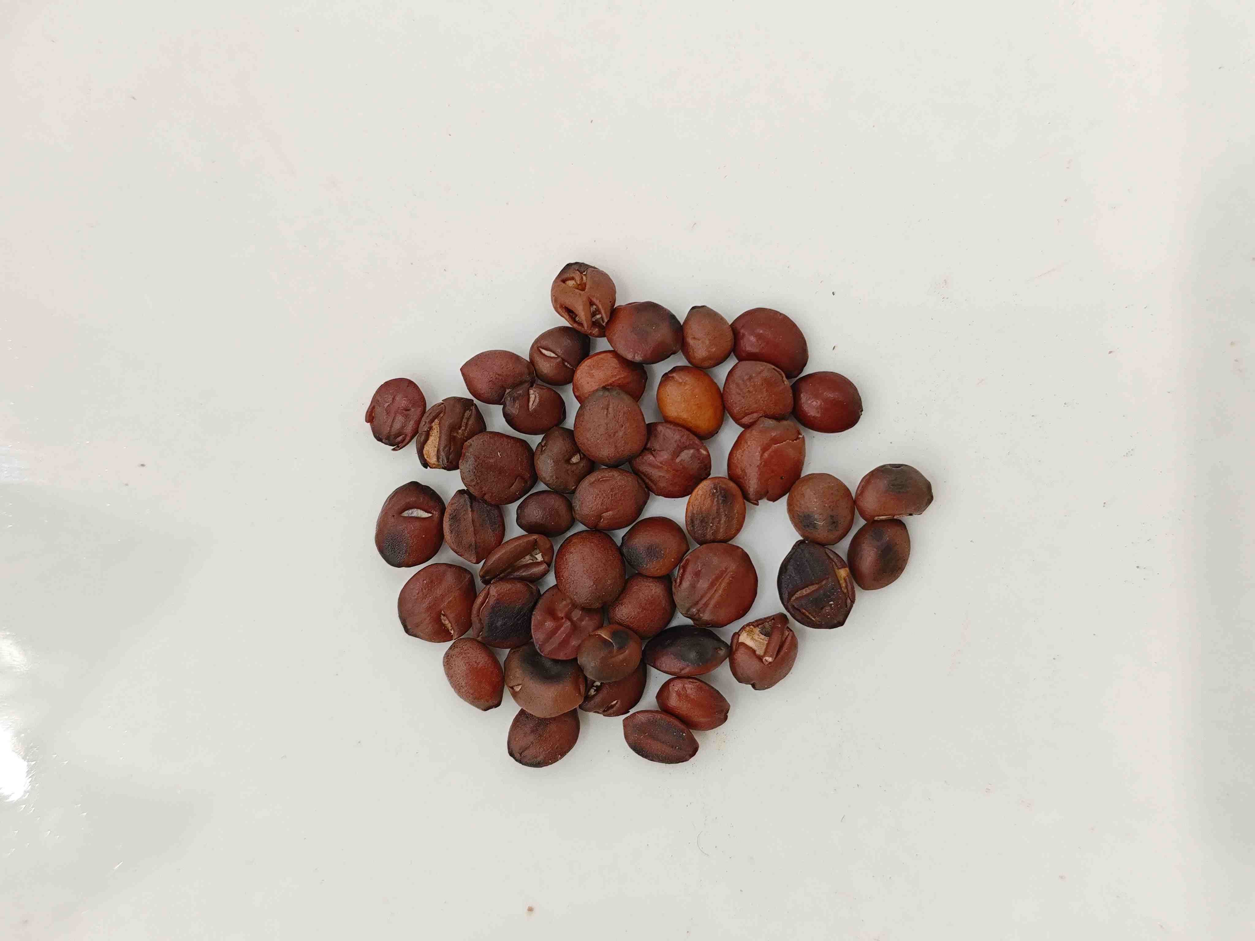Biji jujube asam (suānzǎorén)