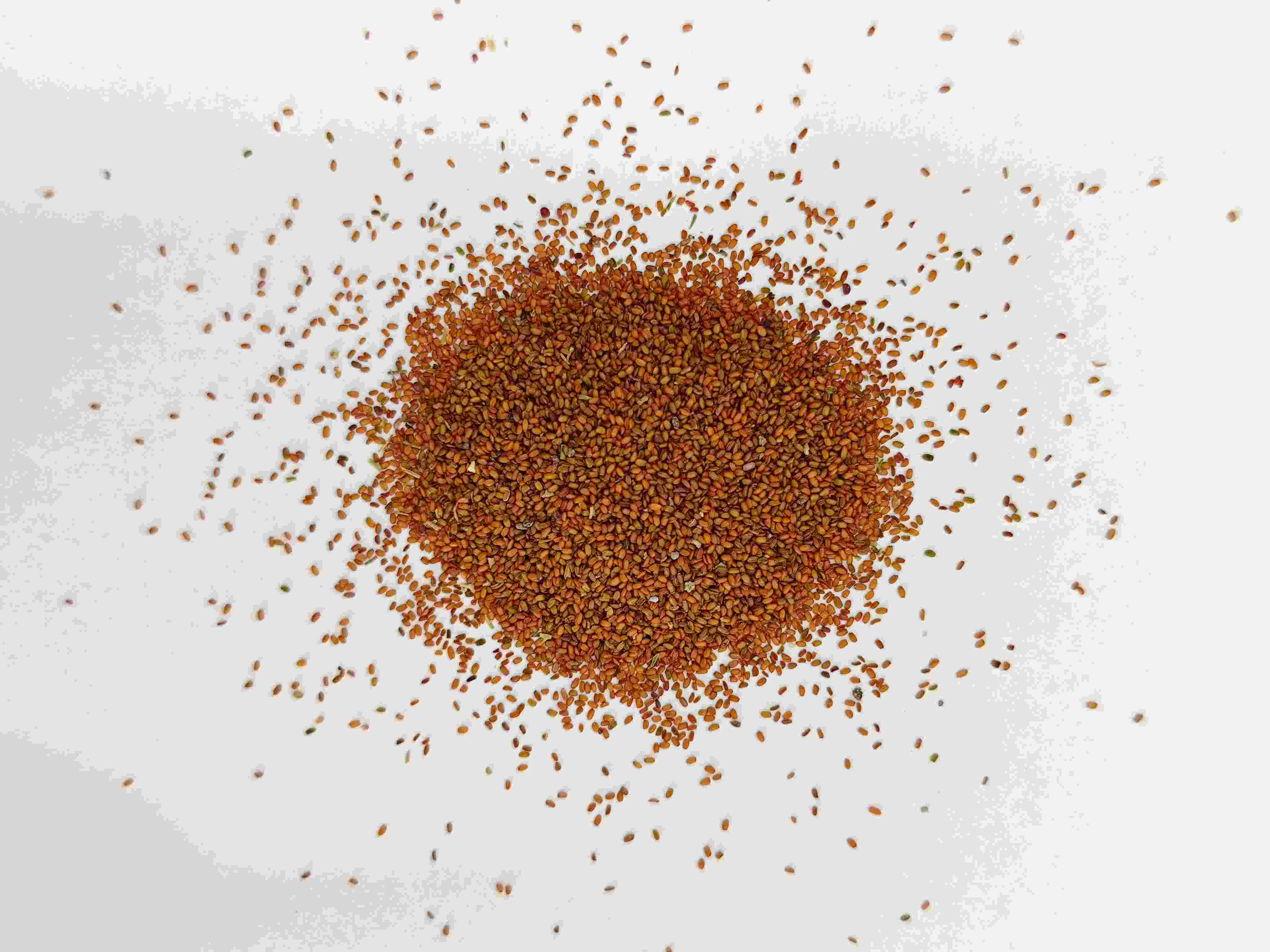 Coltsfoot Seed (tínglìzǐ)