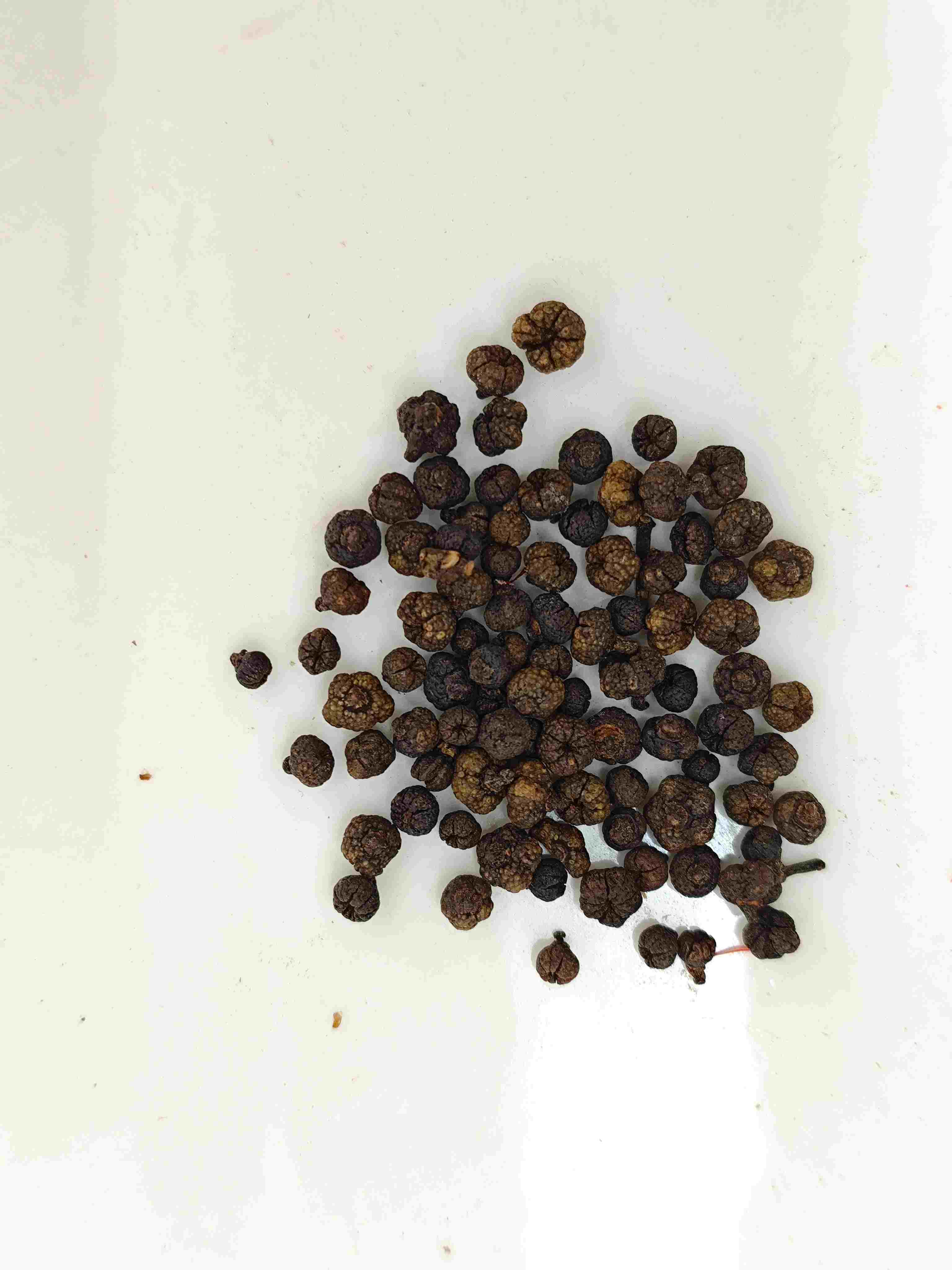 Buah evodia olahan (Zhì wúzhūyú)