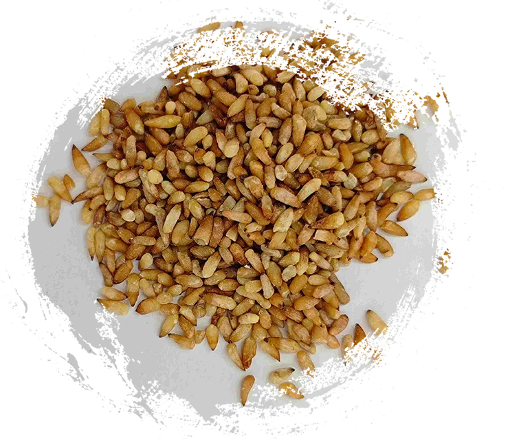 Biji Arborvitae Cina (Bǎi Zǐ Rén)