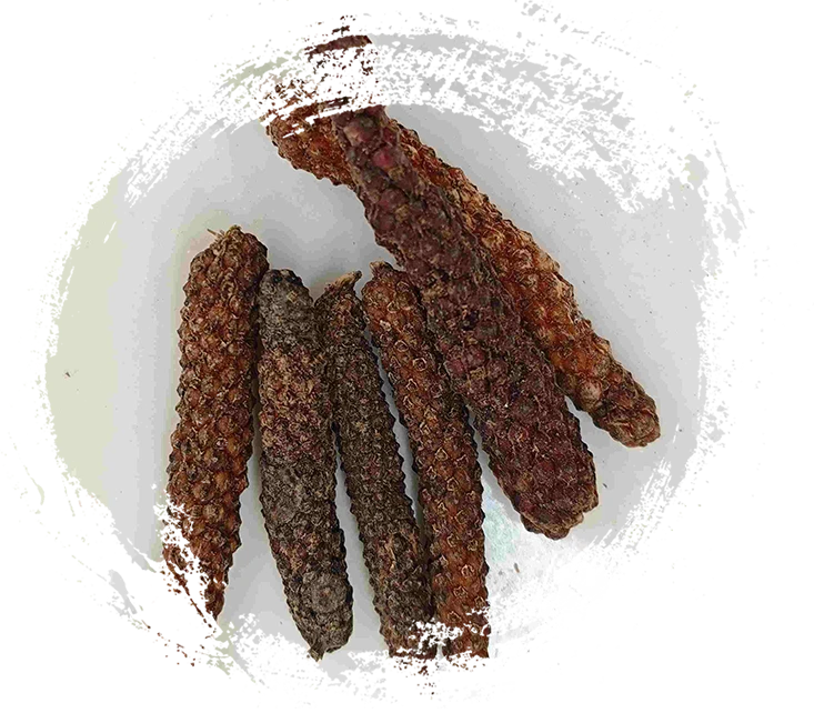 Buah longum piper (bì bá)