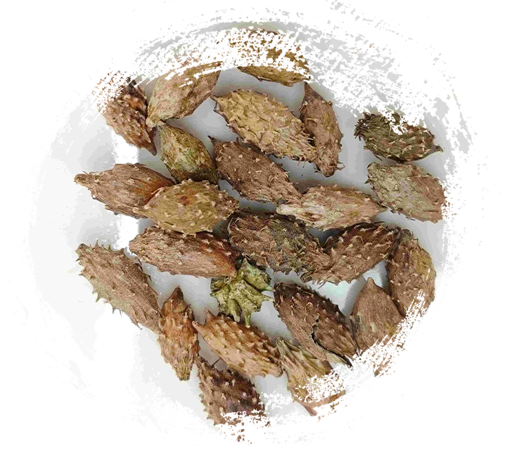 Buah xanthium (cāng ěr zǐ)