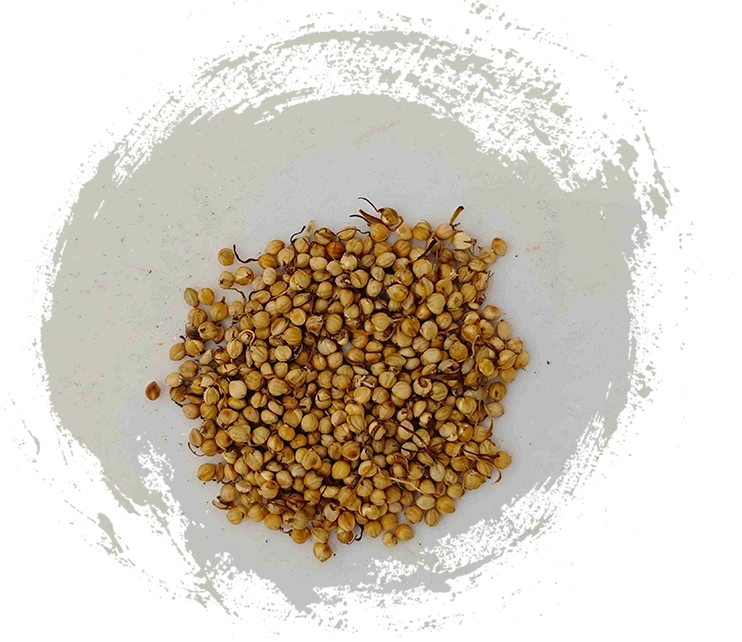 Sprout Nasi Panggang (Chǎo Gǔ Yá)