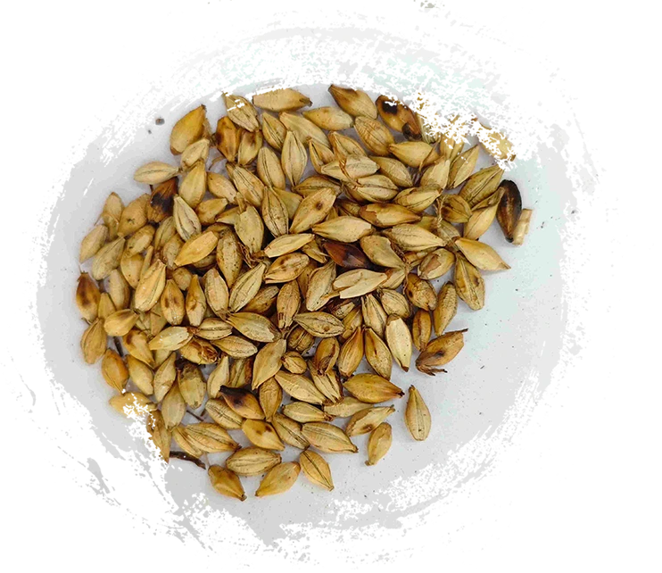 Barley Barley Malt (Chǎo Mài Yá)