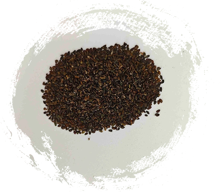 Biji pisang raja (Cheqianzi)