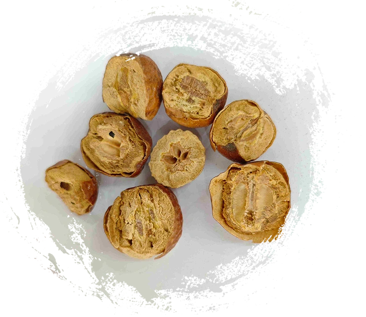 Buah Toosendan (Chuān Lián Zǐ)