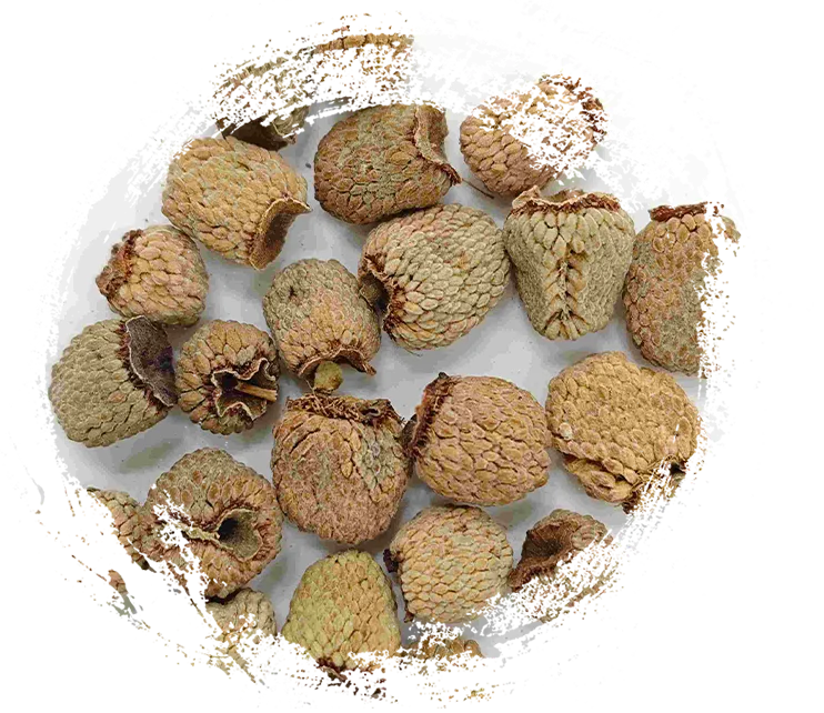 Buah raspberry (fù pén zǐ)