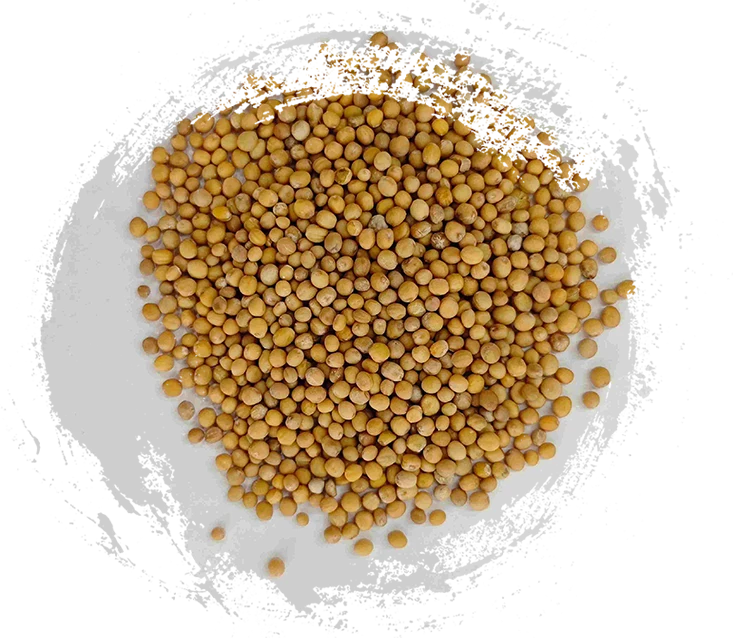 Biji mustard (jièzǐ)