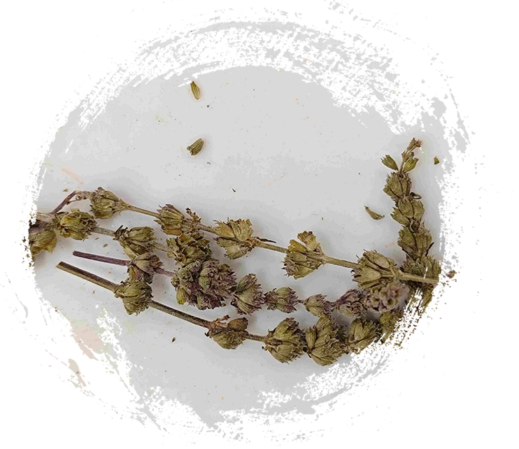 Spike Schizonepeta (Jīngjiè Suì)