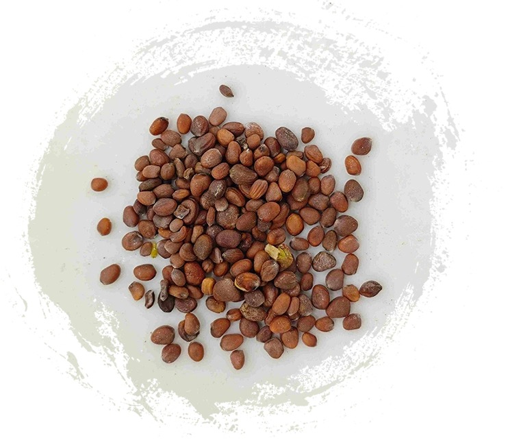 Biji lobak (làifúzǐ)