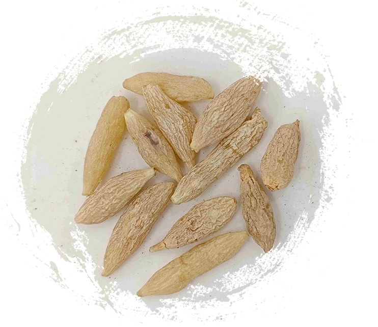 Ophiopogon tuberosus (màidōng)