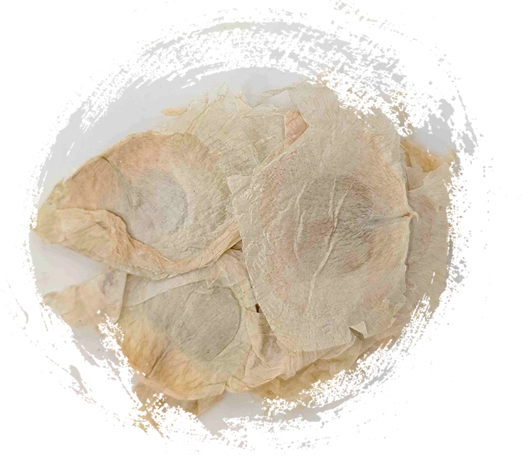 Kulit pohon kupu -kupu (mù húdié)