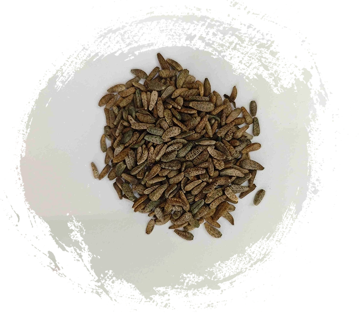 Biji Arctium Lappa (niúbàngzǐ)