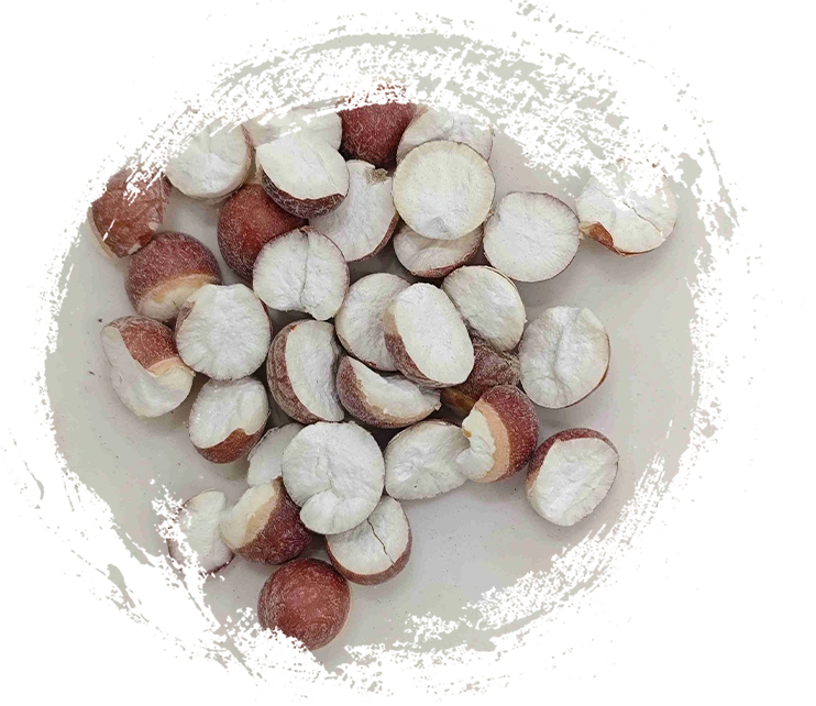 Biji Euryale (Qiànshí)