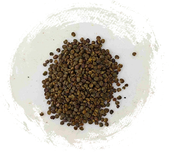 Benih Astragalus (Shāyuànzǐ)