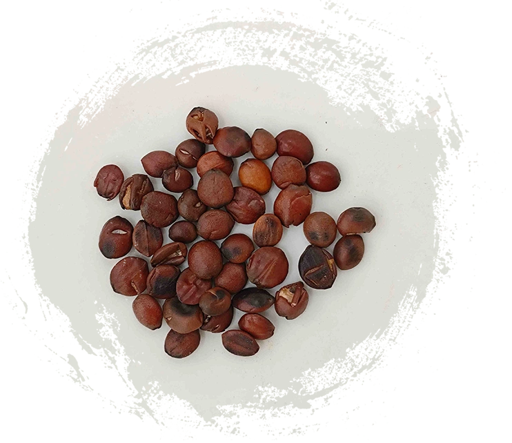 Aplikasi Tanaman Herbal TCM dalam Pengobatan Kondisi Kronis
