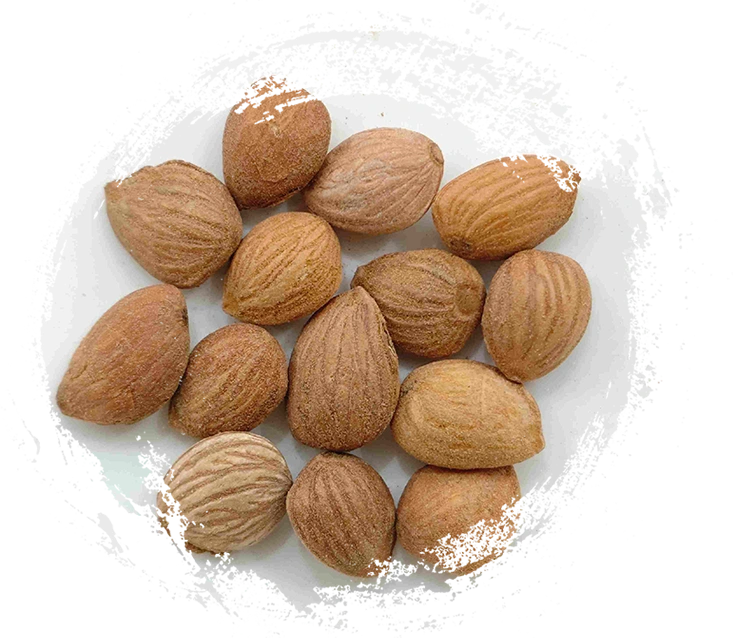 Peach Kernel (Táorén)