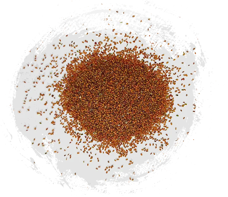 Coltsfoot Seed (tínglìzǐ)