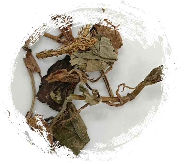 Karakteristik Utama Tanaman Obat Tradisional Tiongkok