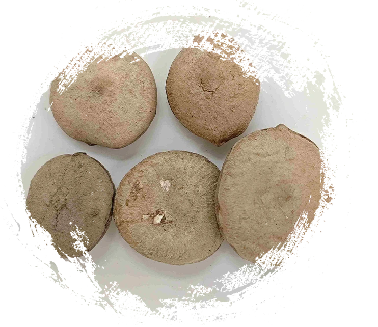 Analisis Pengobatan Tradisional Tiongkok Berbasis Tumbuhan: Cara Membedakan Rimpang, Biji, Bunga, dan Alga