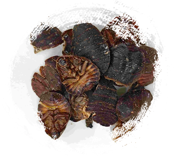 Kumbang tanah (tǔbiēchóng)