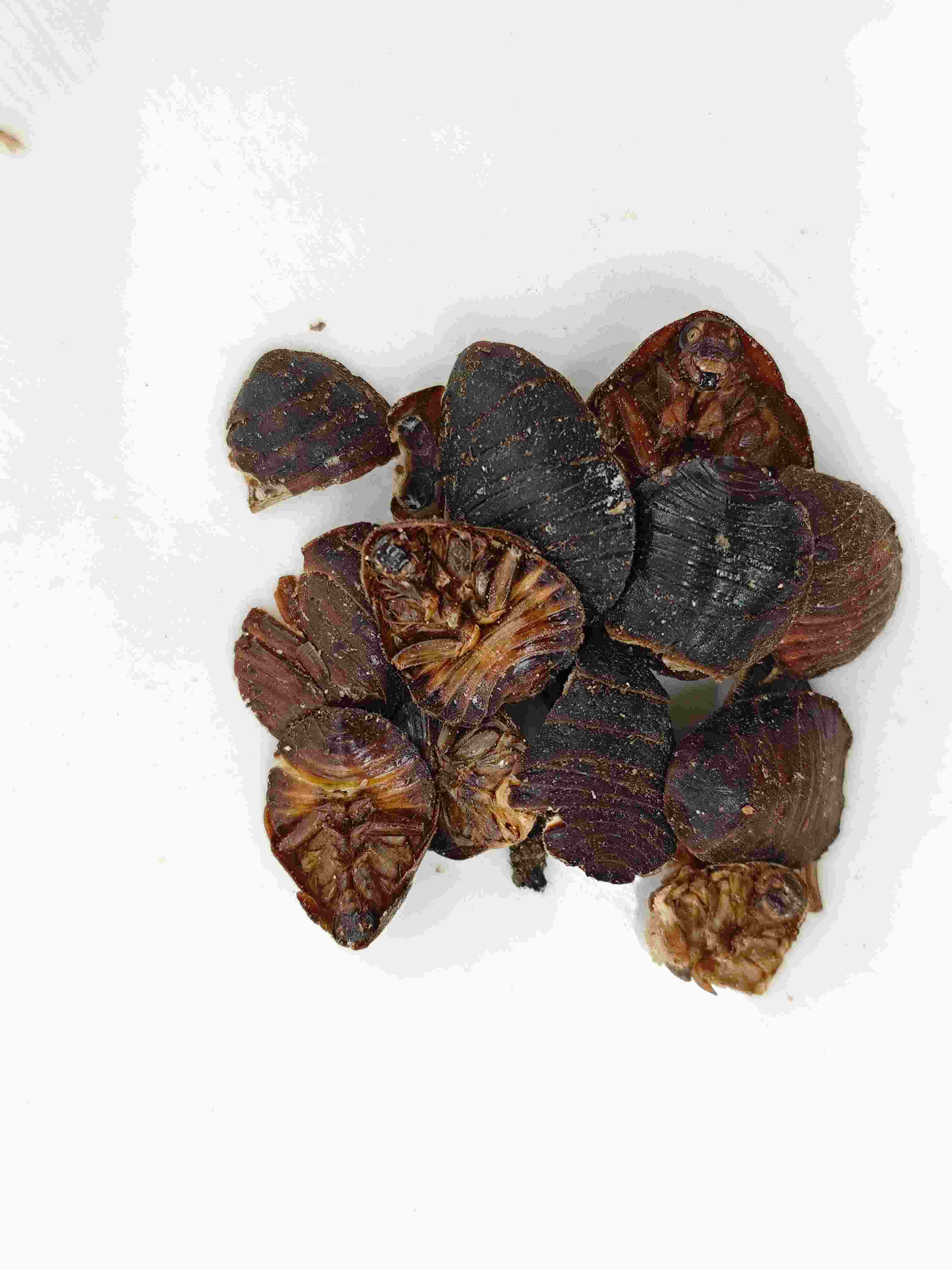 Kumbang tanah (tǔbiēchóng)