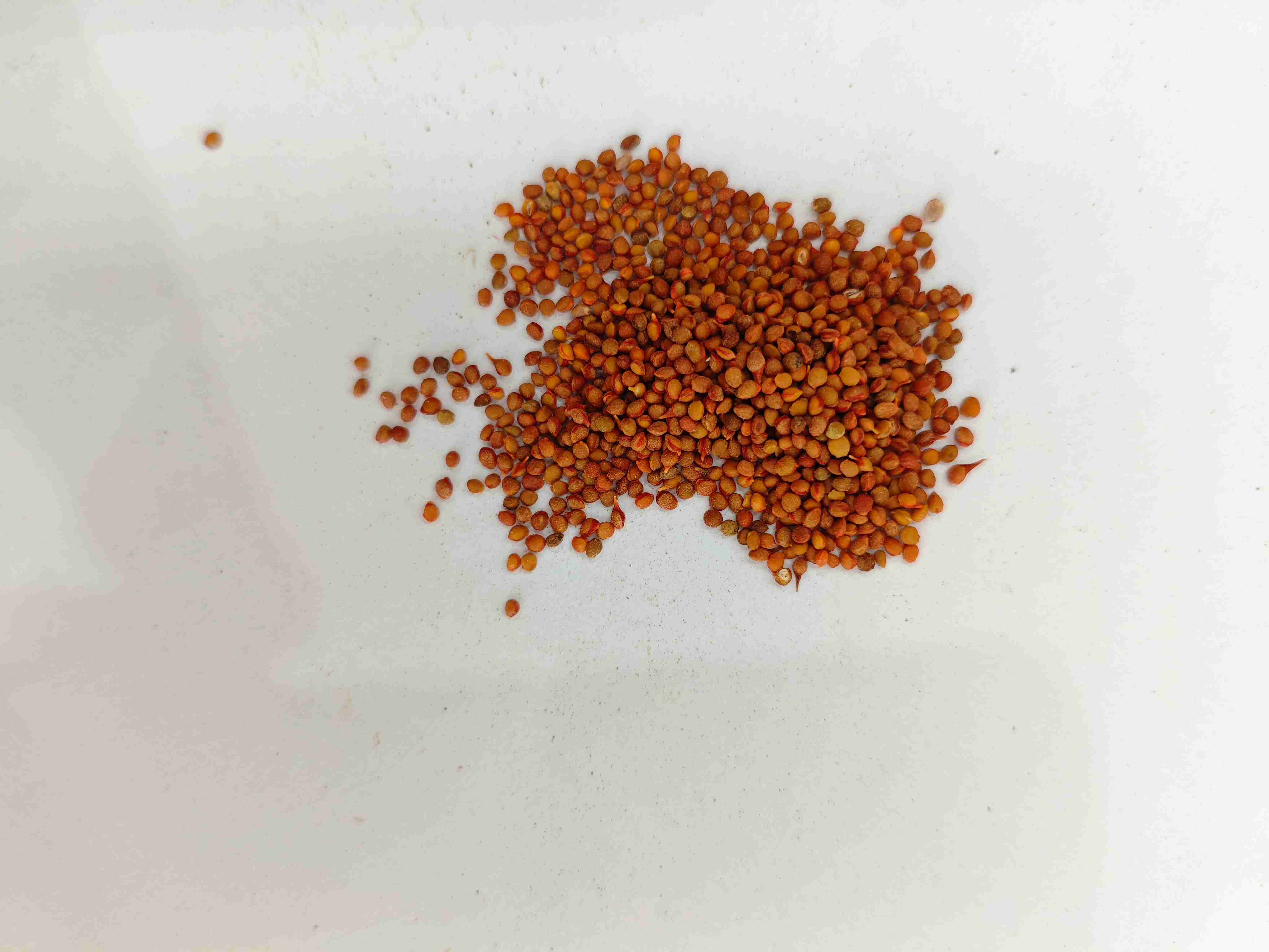 Buah Mulberry Kertas (Chǔshízǐ)