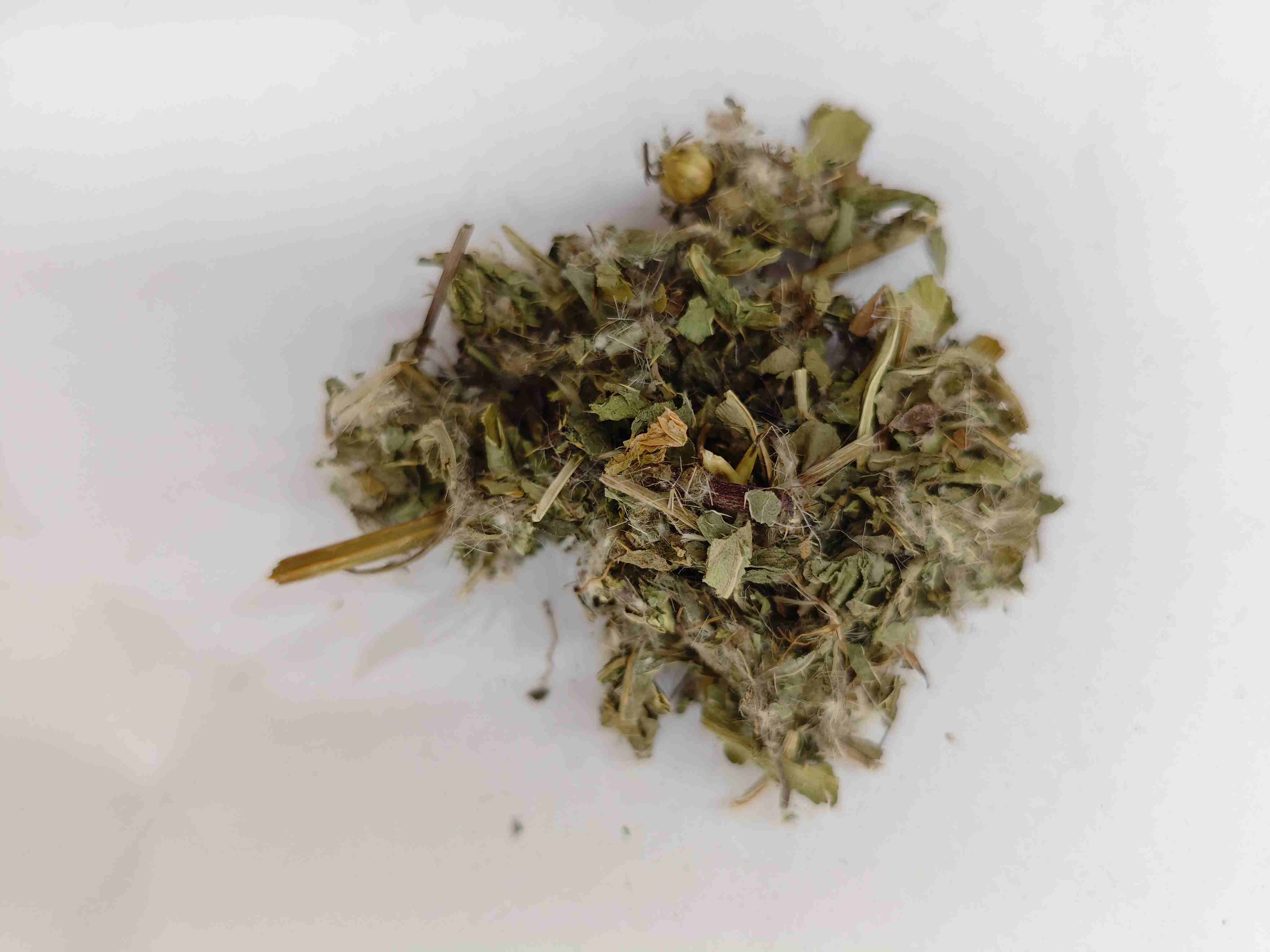 Lesser Thistle (xiǎo jì)