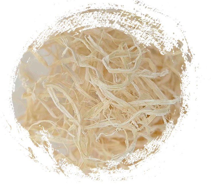 Bambu Pith (Zhú Rú)